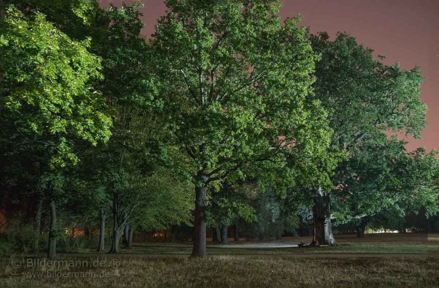 Splitter-Eiche im Großen Garten Dresden