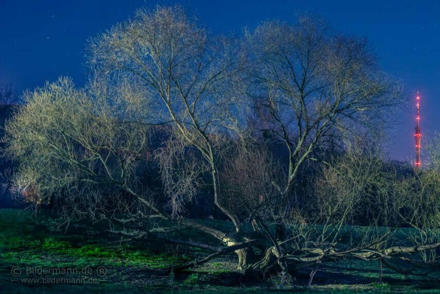 Foto des Monats März 2021 des Fotografen Bildermannn ® (Dresden)