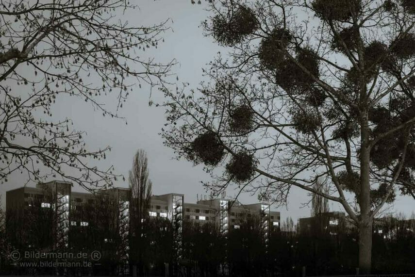 Foto des Monats Januar 2021